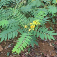 Senna sophera (L.) Roxb.